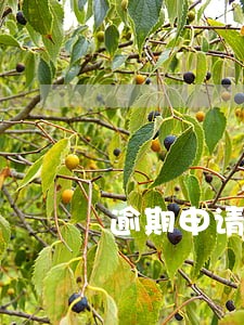 逾期申请黑名单吗 逾期申请黑名单吗