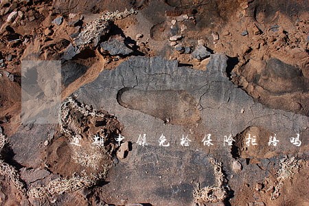逾期申领免检保险拒赔吗 逾期申领免检保险拒赔吗
