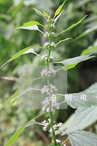逾期电子外管证注销流程 逾期电子外管证注销流程