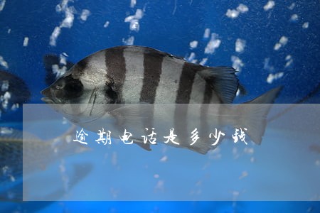 逾期电话是多少钱 逾期电话是多少钱