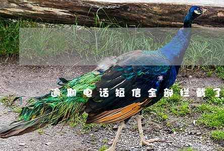 逾期电话短信全部拦截了 逾期电话短信全部拦截了