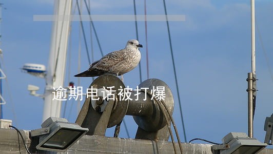 逾期电话被打爆