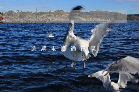 逾期电话通讯录 逾期电话通讯录
