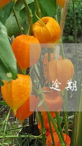 逾期疾病津贴申请书 逾期疾病津贴申请书
