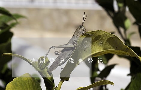 逾期登记税务登记 逾期登记税务登记