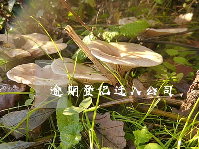 逾期登记迁入公司 逾期登记迁入公司