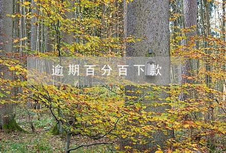 逾期百分百下款 逾期百分百下款