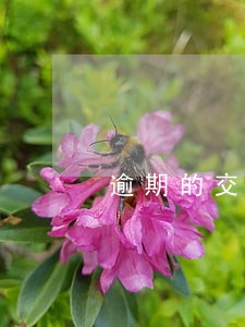 逾期的交通罚单怎么交 逾期的交通罚单怎么交