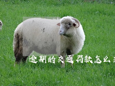 逾期的交通罚款怎么交 逾期的交通罚款怎么交