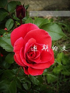 逾期的交通违章有罚款吗 逾期的交通违章有罚款吗