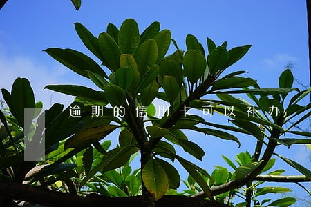 逾期的信用卡可以补办 逾期的信用卡可以补办