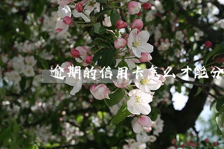 逾期的信用卡怎么才能分期还款 逾期的信用卡怎么才能分期还款