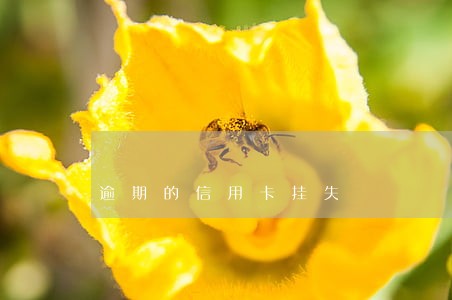 逾期的信用卡挂失 逾期的信用卡挂失