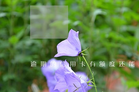 逾期的信用卡有额度还能取钱吗 逾期的信用卡有额度还能取钱吗