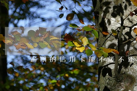 逾期的信用卡能不能不还利息 逾期的信用卡能不能不还利息