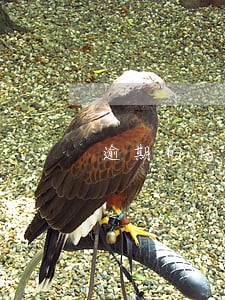 逾期的信用卡账单还可以分期吗