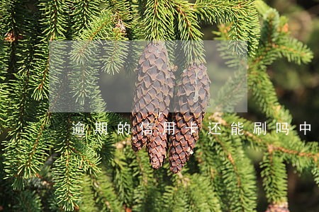 逾期的信用卡还能刷吗中国 逾期的信用卡还能刷吗中国