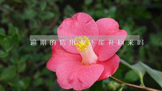 逾期的信用卡还能补回来吗 逾期的信用卡还能补回来吗