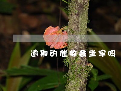 逾期的催收会坐牢吗 逾期的催收会坐牢吗