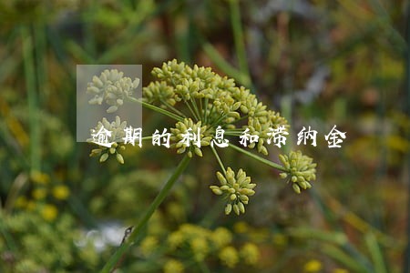 逾期的利息和滞纳金 逾期的利息和滞纳金