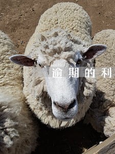 逾期的利息是怎样增长的 逾期的利息是怎样增长的