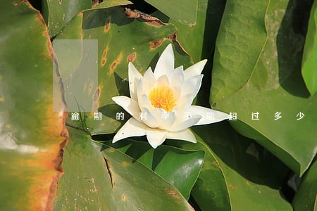 逾期的利率不能超过多少 逾期的利率不能超过多少