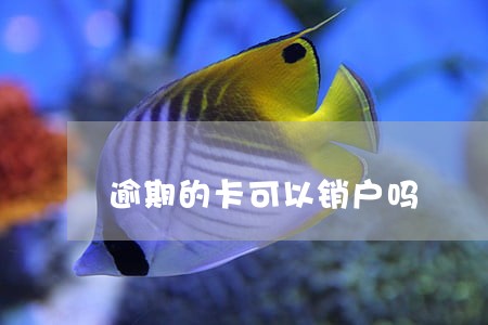 逾期的卡可以销户吗 逾期的卡可以销户吗