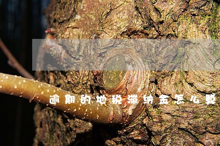 逾期的地税滞纳金怎么算的