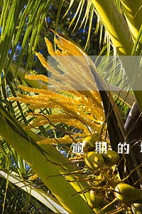 逾期的增值税能在网上报吗