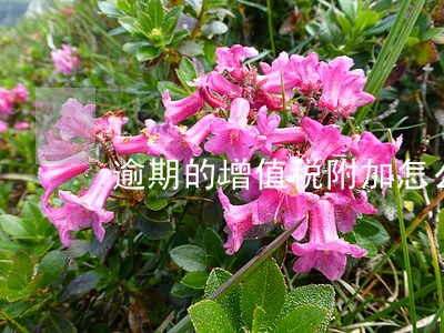 逾期的增值税附加怎么申报