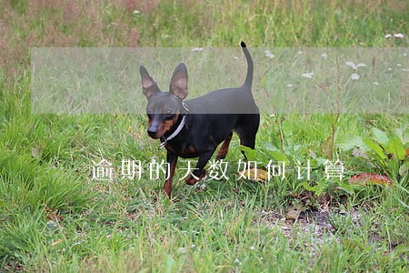 逾期的天数如何计算