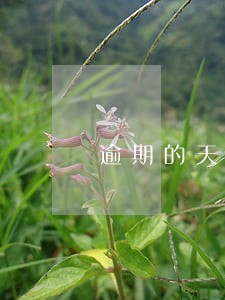 逾期的天数怎么计算