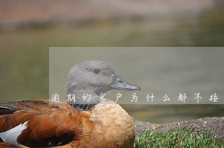 逾期的客户为什么都不接电话