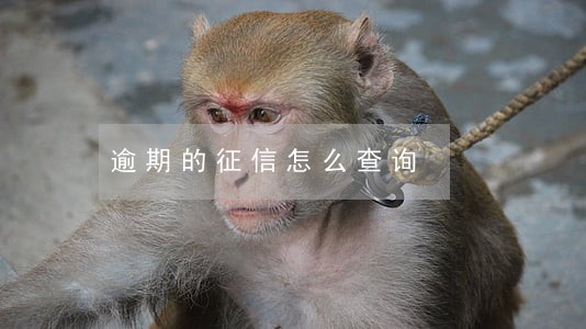 逾期的征信怎么查询 逾期的征信怎么查询