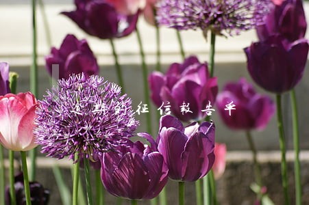 逾期的征信报告单 逾期的征信报告单