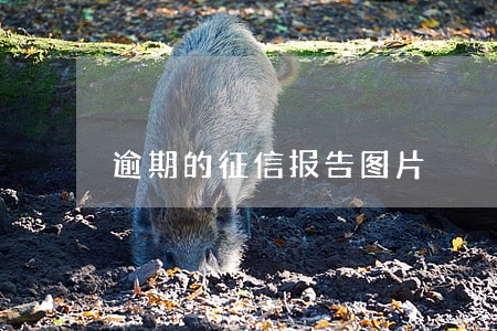 逾期的征信报告图片 逾期的征信报告图片