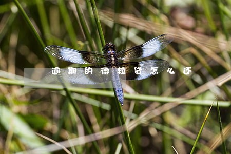 逾期的微粒贷怎么还 逾期的微粒贷怎么还