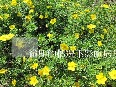 逾期的情况下影响房贷吗 逾期的情况下影响房贷吗
