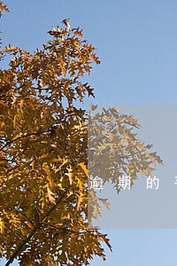 逾期的手续费及利息 逾期的手续费及利息