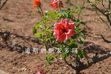 逾期的朋友多吗 逾期的朋友多吗