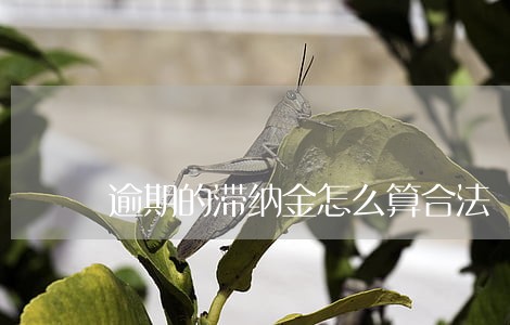 逾期的滞纳金怎么算合法 逾期的滞纳金怎么算合法