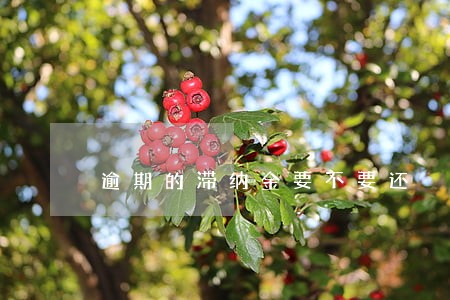 逾期的滞纳金要不要还 逾期的滞纳金要不要还