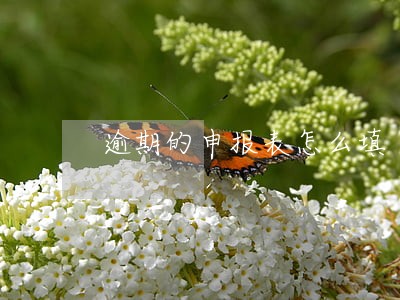 逾期的申报表怎么填