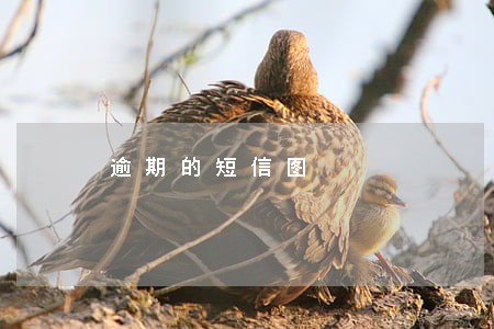 逾期的短信图 逾期的短信图