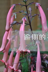 逾期的社保卡还能用吗 逾期的社保卡还能用吗