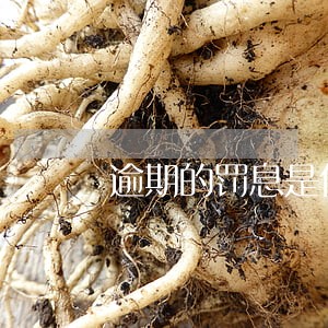 逾期的罚息是什么 逾期的罚息是什么