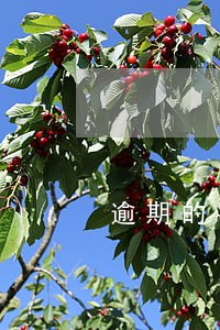 逾期的罚息是怎么计算的 逾期的罚息是怎么计算的