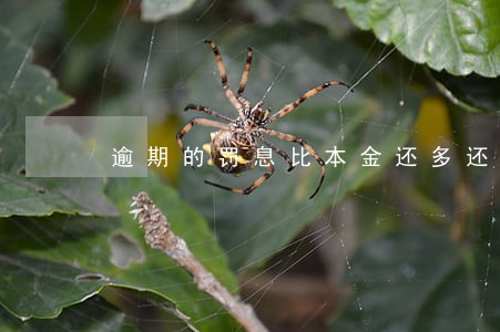 逾期的罚息比本金还多还正常吗 逾期的罚息比本金还多还正常吗