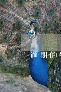 逾期的罚款利息 逾期的罚款利息