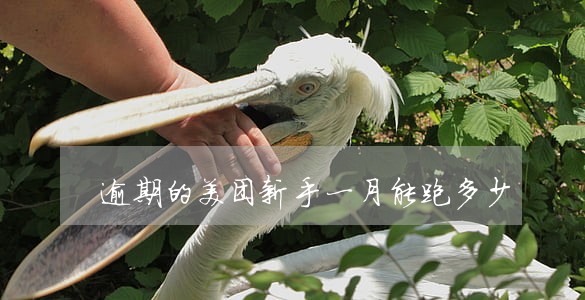 逾期的美团新手一月能跑多少 逾期的美团新手一月能跑多少